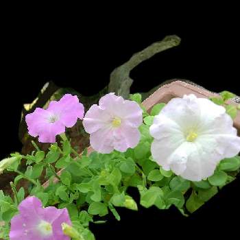 花に魅せられての画像 by かすみそうさん | ペチュニアとピンクの花とおうち園芸と白いはなと花に魅せられてと可愛い〜♡といやし♪