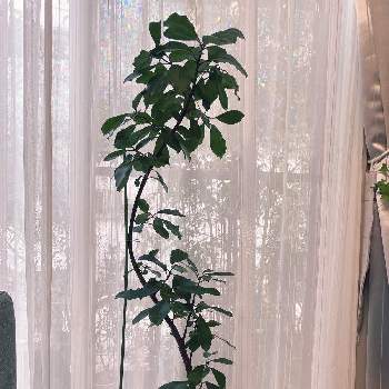 フィカス系の画像 by rinさん | 窓辺と観葉植物とフィカス系