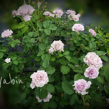 バラはいいなぁの画像 by miyabinさん | miyabin's rose 2022と雪国とばら バラ 薔薇とバラはいいなぁとネコ好きとエターナル バラとGS映えと植中毒とmiyabin's garden 2022と花のある暮らしとバラ・ミニバラ