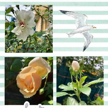 薔薇 ジャクリーヌ デュプレの投稿画像一覧 Greensnap グリーンスナップ