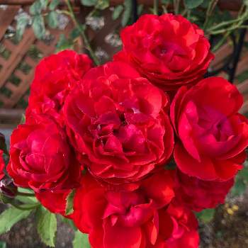 チーム新潟の画像 by かじゅさん | ばら バラ 薔薇と綺麗と赤い花とガーデニングと新潟県と花のある暮らしとバラ・ミニバラとチーム新潟と赤いバラ