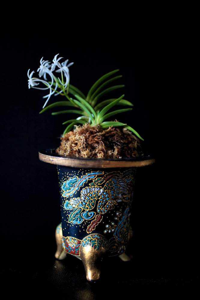 古典園芸に魅せられて｜🍀GreenSnap（グリーンスナップ）