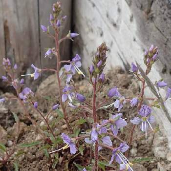 ミヤマクワガタの投稿画像一覧 Greensnap グリーンスナップ