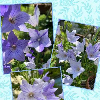 青いキキョウ科マニアの画像 by Hi〜さん | 小さな庭と絞り咲きキキョウとチーム・ブルーNo.106といつもありがとう♡と紫の夜を越えてと青いキキョウ科マニアと大好物spzと桔梗 絞り咲きと愛しの紫と青い花マニアとGSアダルトチームとチーム・ブルーと桔梗の花とチーム愛知と繋がりに感謝✨