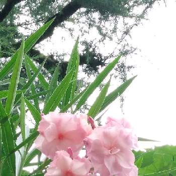 戦争反対の画像 by もっちゃんさん | キョウチクトウと世界平和とウクライナに平和をとピンクの花とNo  more warと夏の花と戦争反対と大好きな花