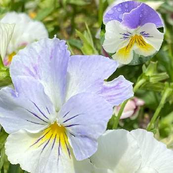 パンジー マリアブルーオーシャンの画像 by Bookmarkさん | 小さな庭とパンジー マリアブルーオーシャンとパンジー ベリーベリーと咲いていますと優しい色と富山支部と毎日お花に癒される