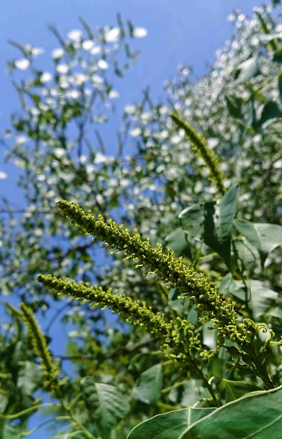 雑草対策】カインズの撒くだけで防草できる砂は本当に雑草が生え