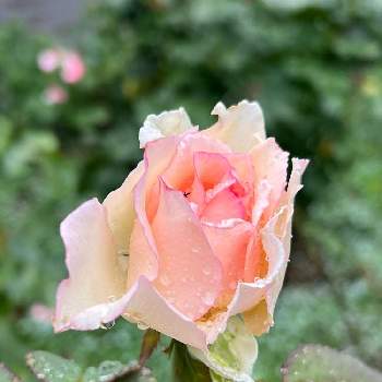 蕾応援団の画像 by たまさん | ばら バラ 薔薇と癒しとピンク❤︎ピンクと心ほっこりと元気もらえるとピンク大好きとピンクのお花と蕾応援団とかわいいと楽しい時間
