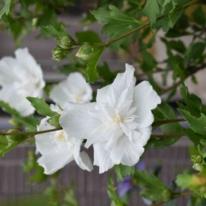 かわいい,花壇,庭の花,植中毒,植栽の画像