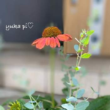 小菊,スプレー菊,ナデシコ,自分で作る仏花の画像