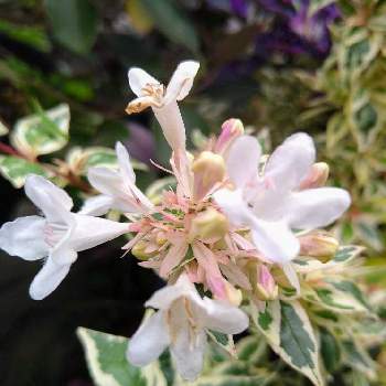 アベリア　ピンクレディー,斑入りアベリア,鉢植えのお花,　白い花,ちいさな花の画像