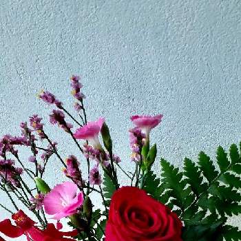 レザーファンの画像 by くずみさん | 窓辺となでしことレザーファンとハイブリットチースとレナンセラ　レッドとバラと花のある暮らしとかわいい❤とはじめてのとお花のサブスク