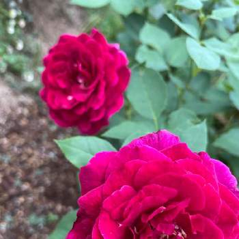 薔薇 ほほえみの画像 by Angela350さん | 広い庭と真夜とあざやか！とバラと暮らすと優しさありがとうとつぼみがたくさんと薔薇 ほほえみと花のある暮らしと香り高い薔薇とかわいい花と微笑み