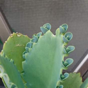 マザーリーフの投稿画像一覧 Greensnap グリーンスナップ