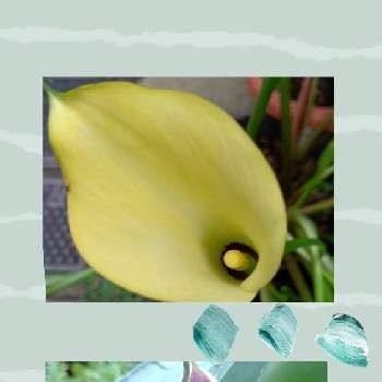カラー♡の画像 by レモンさん | 小さな庭とチョコレート色の花とおうち園芸といやし♡とカラー♡と黄色の花と可愛い♡