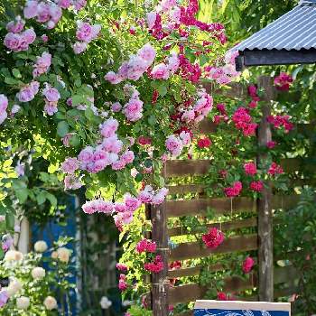 WEEKEND FLOWER,ガーデン,ばら バラ 薔薇,オープンガーデン,つるバラの画像