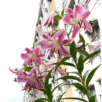 ピンクの花.の画像 by  MiruMiruさん | お出かけ先とピンクの花.と香りの百合と百合 カサブランカとお出かけ先♡と百合の香り
