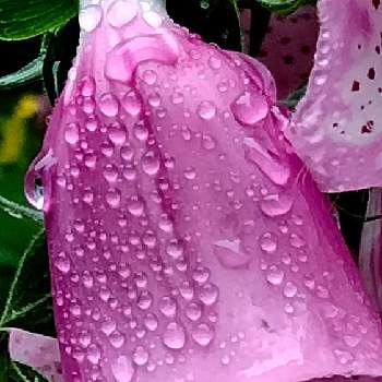 雨に濡れての画像 by moonさん | お出かけ先とジギタリスと初夏としずくとピンクの花とやくらいガーデンと雨に濡れて