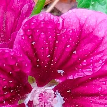 雨に濡れての画像 by moonさん | お出かけ先とコモンマロウと初夏としずくとやくらいガーデンと雨に濡れてとハーブと紫の花