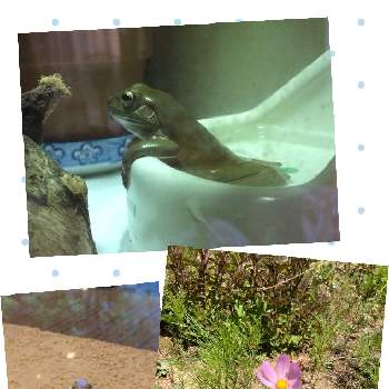 ニホンアマガエルの画像 by グラスさん | ニホンアマガエルとコスモスと風呂で寛ぐケロッグとカエル好きと6日はカエルの日