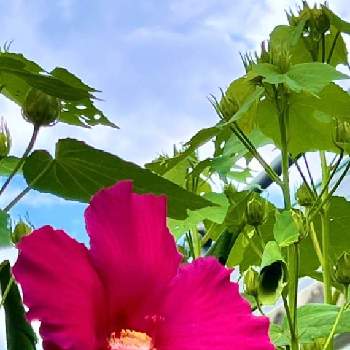 小さな花で幸せをの画像 by ドラチャンことAkitoshi Imaiさん | お出かけ先とフヨウと芙蓉と今日を今を生きることと2019同期とコロナに刃を⚔鬼滅党と⚔️心を燃やせと小さな花で幸せをとワクワクの花たちと祈❗️世界平和と最愛の友へ届けとLife is beautifulと花言葉に心をのせてと皆んな幸福にといつも心に太陽をとみんな負けないで！とenjoy ＆ smile happy⤴︎と明日はきっと良い日になると木曜は木の花とファンタスティックブルーとNO WAR❗️と毎日thank you❤️と☀️太陽がいっぱい☀️