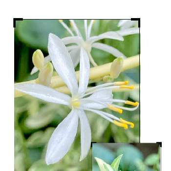 オリヅルランの花の投稿画像一覧 Greensnap グリーンスナップ オリヅルランの花の投稿画像一覧 Greensnap グリーンスナップ