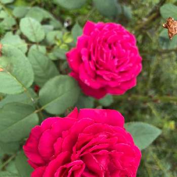 赤薔薇の画像 by ラックスさん | 広い庭とウィンテンションと木立性と庭の花と花のある生活と広いお庭と四季咲きと薔薇のある庭とガーデニングと赤薔薇