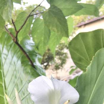 ショウガ科の画像 by sena78さん | 玄関とホワイトジンジャーとショウガ科と沖縄とGSミニモニ。と沖縄タニラーと沖縄北部と白い花とホワイト ジンジャーとGS植物うちなーぐち会と香る花
