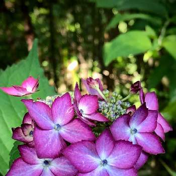 北山緑化植物園の画像 by サナさん | アジアンビューティー・クララとアジサイ　紫陽花とお出かけと北山緑化植物園
