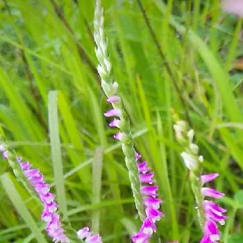 花言葉,ハンドメイド雑貨,節約という贅沢,ボランティア活動,JWLIFEの画像