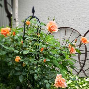 ロイヤルサンセットの画像 by ゆみえさん | 小さな庭とロイヤルサンセットとばら バラ 薔薇と7月と大輪と思い出の花とつるバラとおうち園芸と我が家の花壇とオレンジの花と四季咲きといい香りと可愛いと北海道とお外暮らし