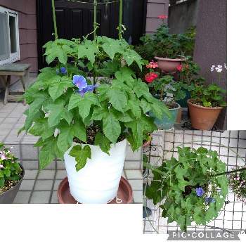 行灯仕立ての投稿画像一覧 Greensnap グリーンスナップ