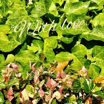 グリーングリーン♪の画像 by naoppeさん | ハツユキカズラ☆と癒しの葉とナチュラルが好きと癒しの色と緑が好きと自然のままにとグリーングリーン♪と小さな楽しみと涼みたい♡とツタ