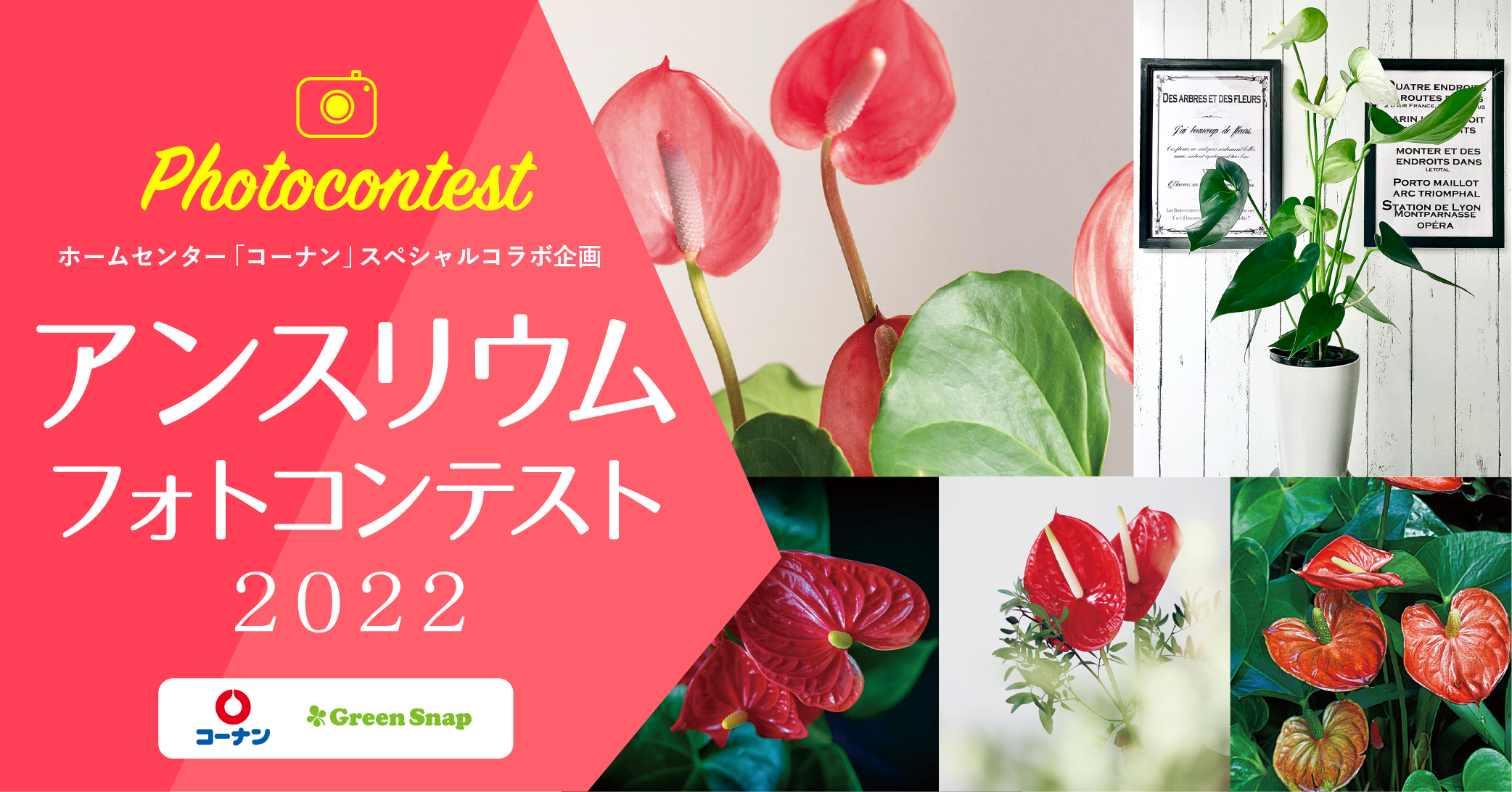 コーナン Greensnap アンスリウム フォトコンテスト Greensnap グリーンスナップ