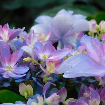 紫陽花ダンスパーティ–の画像 by ナツちゃんさん | 小さな庭とガーデニングと花のある暮らしと紫陽花ダンスパーティ–と最後の花