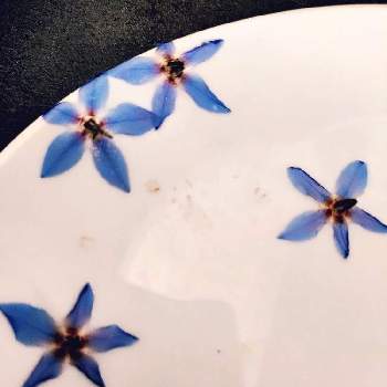 食べられるお花の投稿画像一覧 Greensnap グリーンスナップ