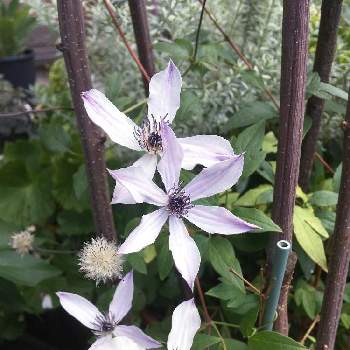 クレマチス 流星の投稿画像一覧 Greensnap グリーンスナップ