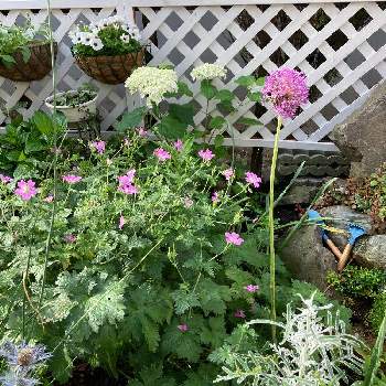 紫陽花 アナベル,アリウムギガンチューム,ゲラニウム,宿根草の庭,お花大好き♡の画像