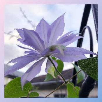 マイガーデン♡の画像 by クリムゾングローリーさん | 小さな庭とお花に囲まれて暮らしたいとマイガーデン♡とお花で癒され♡と平和を願う☆とクレマチス♡とかわいい❤