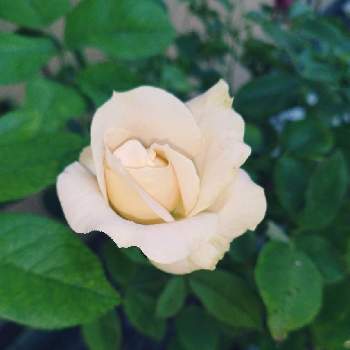 薔薇アプリコットファンデーションの投稿画像一覧 Greensnap グリーンスナップ