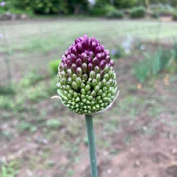 アリウム 丹頂の投稿画像一覧 Greensnap グリーンスナップ