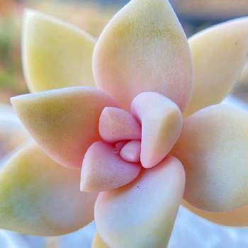 ギンバイカ(マートル),鉢植の画像
