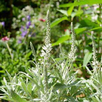 白花トウテイランの投稿画像一覧 Greensnap グリーンスナップ