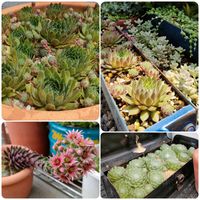 巻絹,センベルビウム,センペルビウムの花,多肉植物,緑のある暮らしの画像