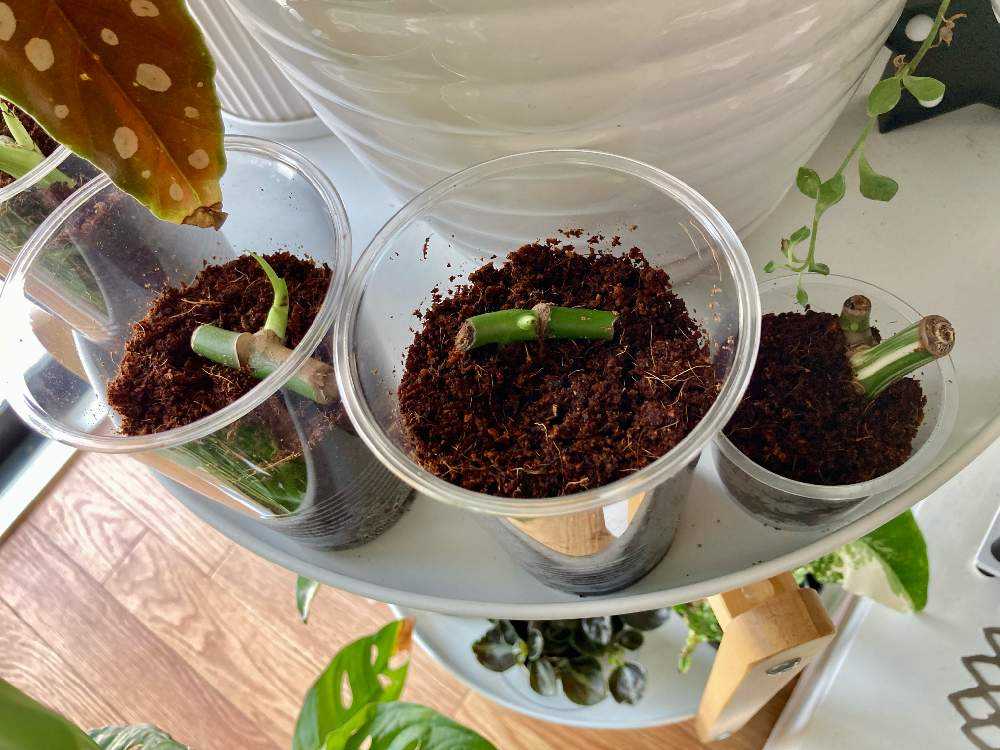 モンステラ初心者】はじめての茎伏せ｜🍀GreenSnap（グリーンスナップ）