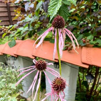 エキナセア パリダの投稿画像一覧 Greensnap グリーンスナップ エキナセア パリダの投稿画像一覧 Greensnap グリーンスナップ