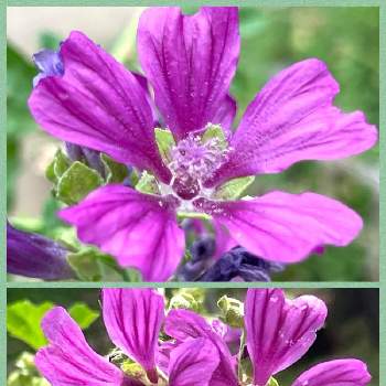 ブルーマロウの画像 by 白りすさん | お出かけ先とウスベニアオイとブルーマロウと綺麗と千葉公園と癒しの薄紫とチーム千葉✿︎