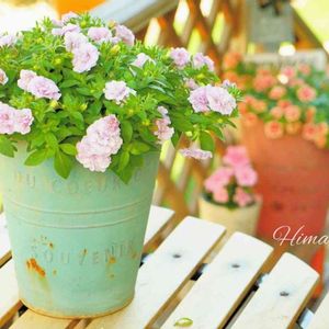 ペチュニア,ガーデニング,ウッドデッキ,かわいいな♡,花のある暮らしの画像