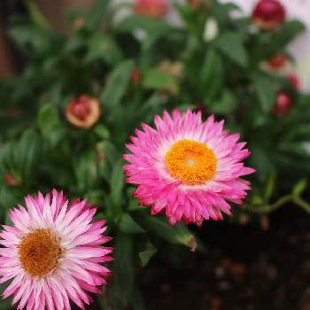 サントリー コロロの投稿画像一覧 Greensnap グリーンスナップ