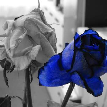 薔薇愛の画像 by 習志野花音♪さん | デスクと思い出 ブルーローズと青い空と赤い薔薇と青い薔薇マニアと薔薇愛と青い薔薇が好きと薔薇愛同盟と青い薔薇の精と薔薇園と薔薇のある暮らし♡と#水曜ローズショーと青い薔薇☆と母の日にもらった青い薔薇と薔薇が好き❤と赤い薔薇と青い空とと神秘的な青い薔薇と薔薇たちと青い花  可愛い  薔薇との共演  風にそよそよ  蜜蜂がよく来る 一年草と青い空に薔薇とばら 薔薇 バラと赤い薔薇♡